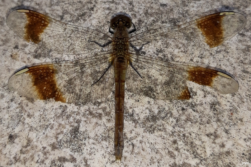 odonates anisoptères Sympetrum pedemontanum femelle