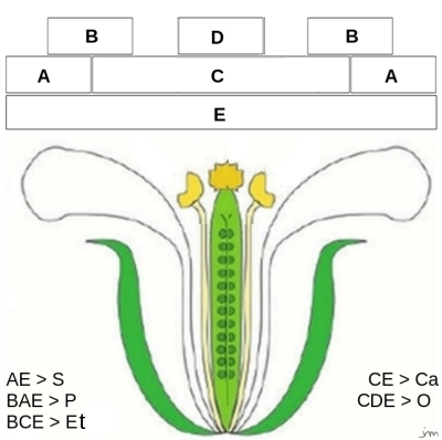 modèle ABCDE organisateur floral développement