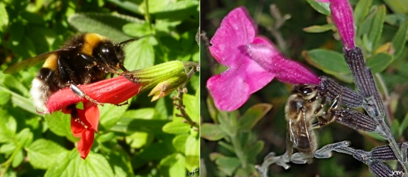 Bourdon et abeille sur sauge mexicaine Bombus Apis Salvia mycrophylla
