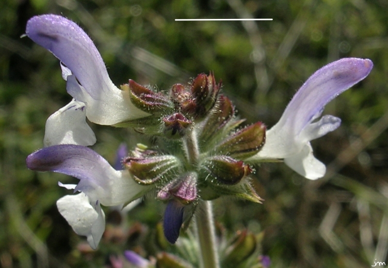 Inflorescence de Sauge à feuille de verveine Salvia verbenaca fleur
