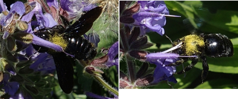 Xylocope sur Sauge Xylocope Xylocopa violacea pollinisation sauge Salvia pratensis