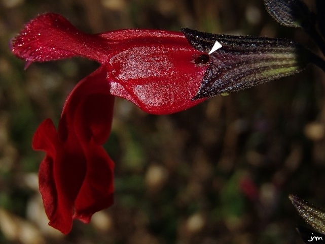Trou et tête de l'insecte trou alimentation hyménoptère corolle sauge rouge