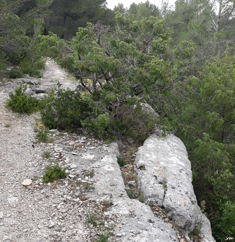 altération racine falaise calcaire erosion