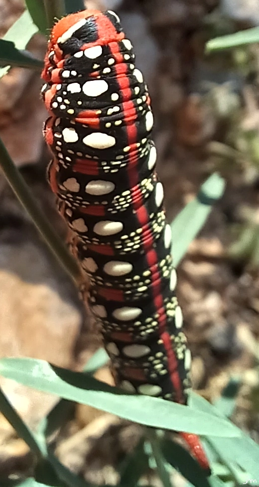 Chenille Hyles euphorbiae sphinx chenille rouge
