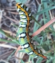 Hyles euphorbiae, Lepidoptera