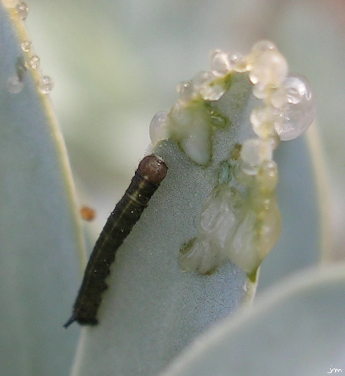 Jeune chenille de sphinx Hyles euphorbiae sphinx chenille Euphorbia nicaeensis