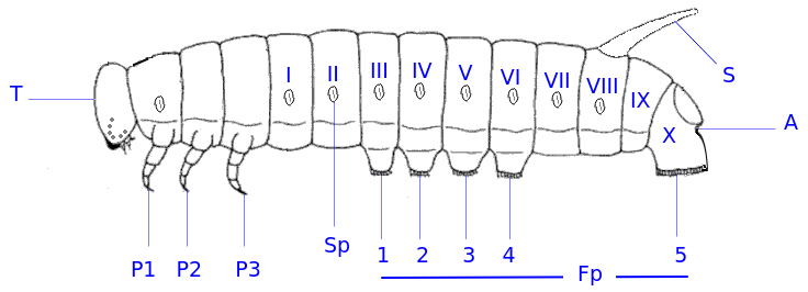 Organisation schématique chenille schéma