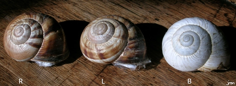 Helix lucorum blanc diversité couleur