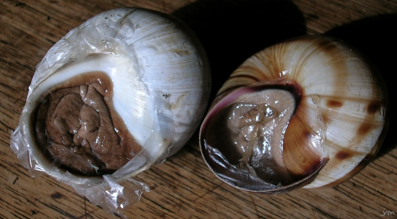 Helix lucorum péristome blanc brun