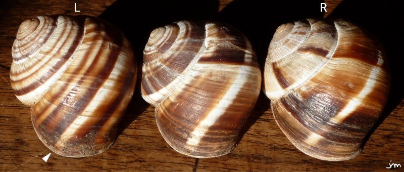 Helix lucorum diversité couleur