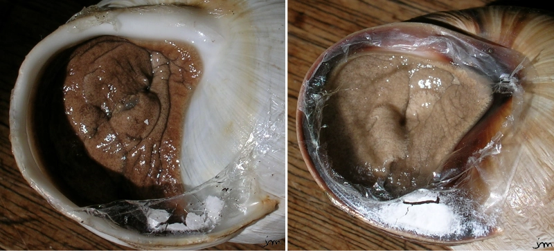 Helix lucorum pied couleur