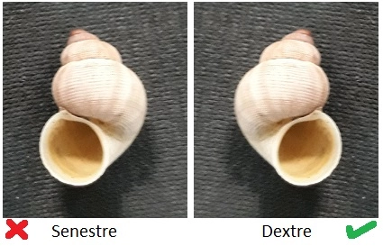 enroulement dextre Pomatias elegans