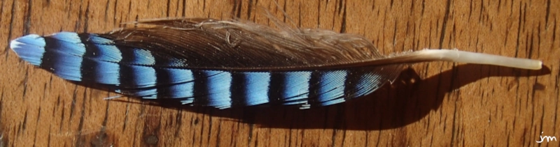 Plume de geai des chênes plume Garrulus glandarius