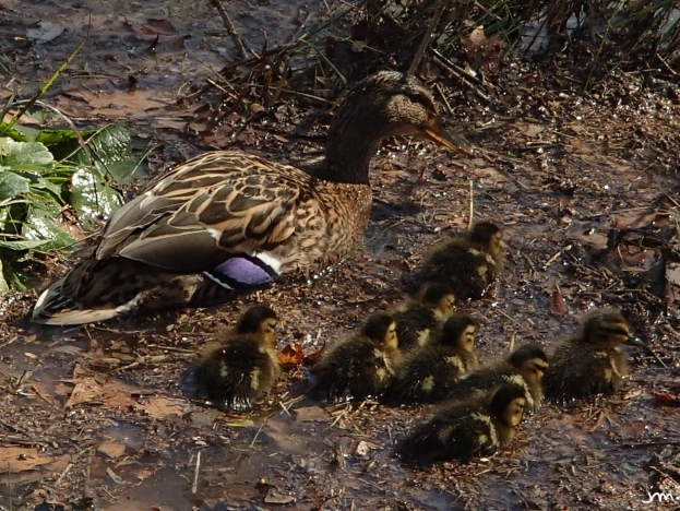Femelle colvert et sa portée Canard femelle canneton Anas platyrhynchos