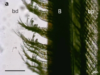 barre 100 µm plume rollier barbe microscopie