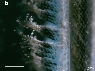 barre 100 µm plume rollier barbe microscopie