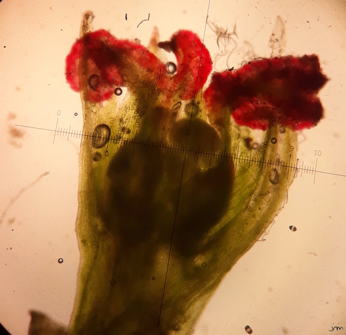 fleur femelle pistachier térébinthe