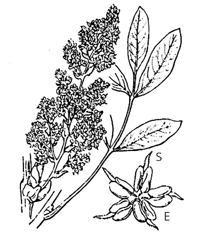 fleur mâle térébinthe Costes