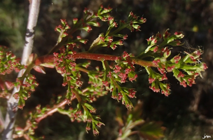 fleurs femelles pistachier