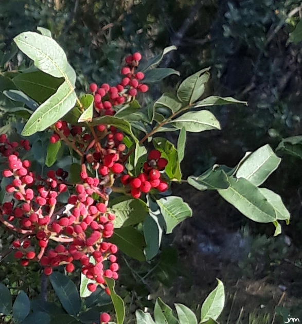 Fruits pistachier térébinthe