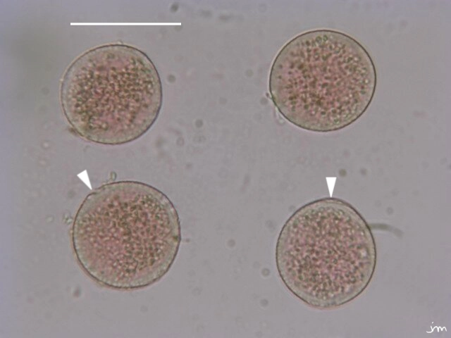 pollen pistachier térébinthe