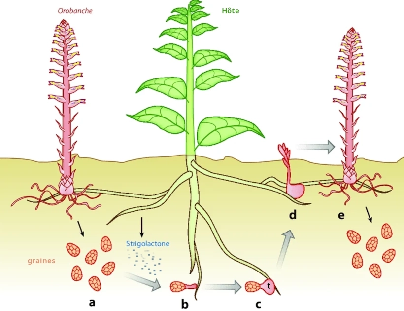 Cycle orobanche lierre