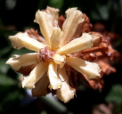 plante fleur orobanche parasite