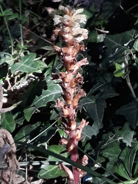 Orobanche du lierre