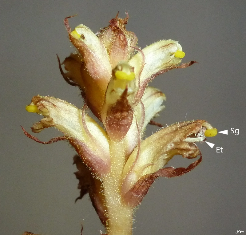 Orobanche hederae fleur