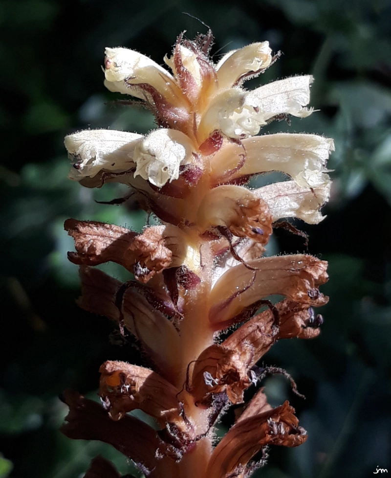 Orobanche du lierre