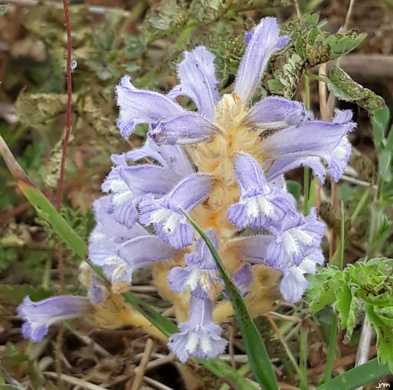 Orobanche nana
