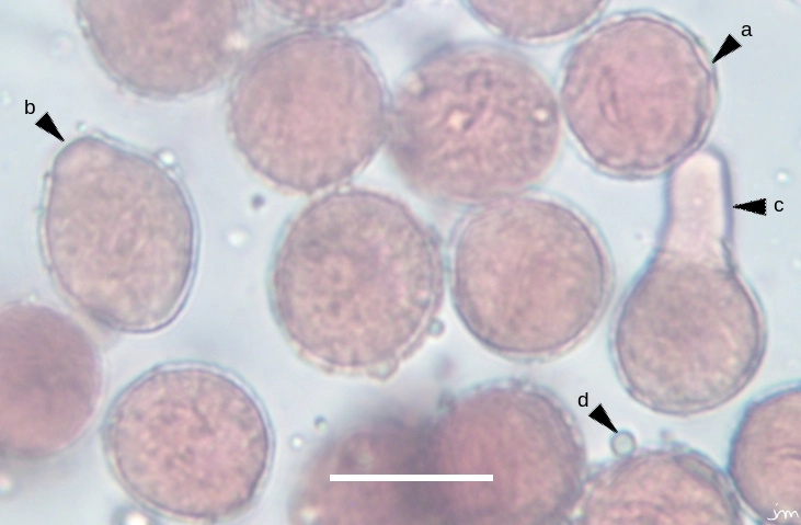 Orobanche hederae pollen tube