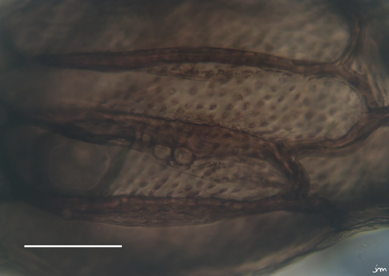 Orobanche hederae graine tégument