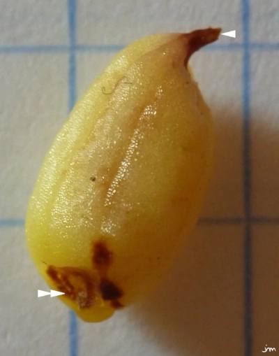 Orobanche hederae ovaire