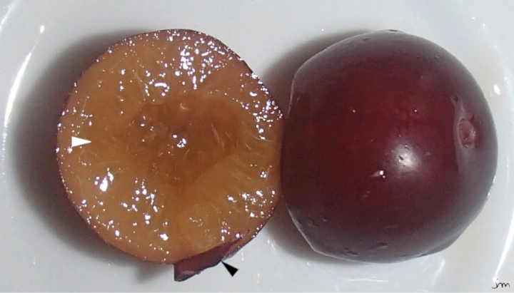prune anthocyane couleur cellule