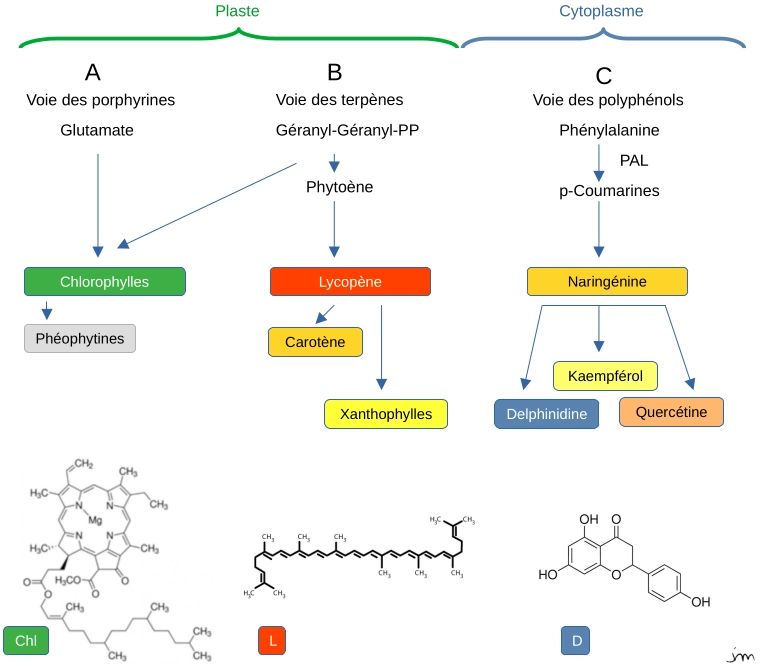 biosynthese pigment carotene anthocyane couleur cellule plante fleur