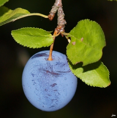 prune bleue