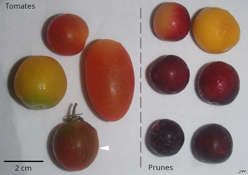 Couleur fruits charnus