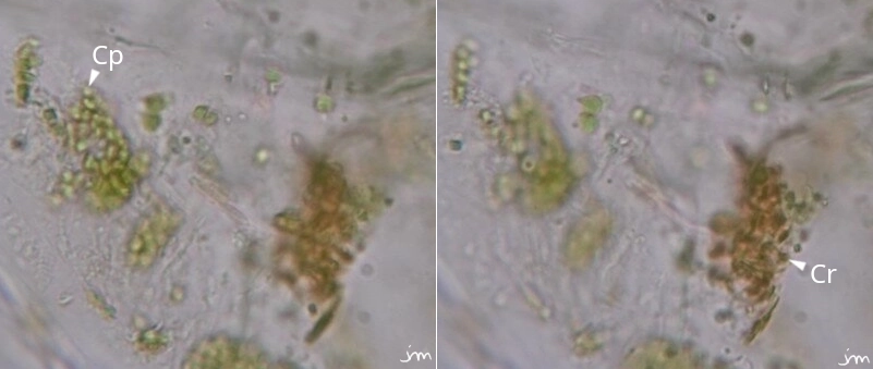 Tomate epicarpe Chloroplaste Chromoplaste