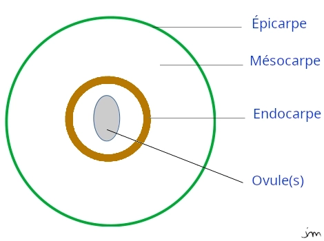 ovaire ovule plante fleur