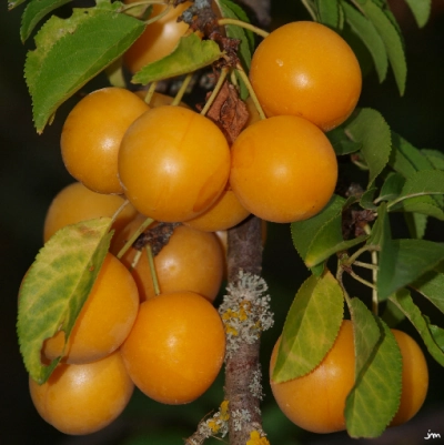 prune jaune