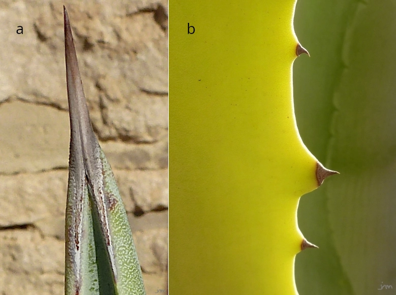 Piquants sur feuille d'agave piquant agave