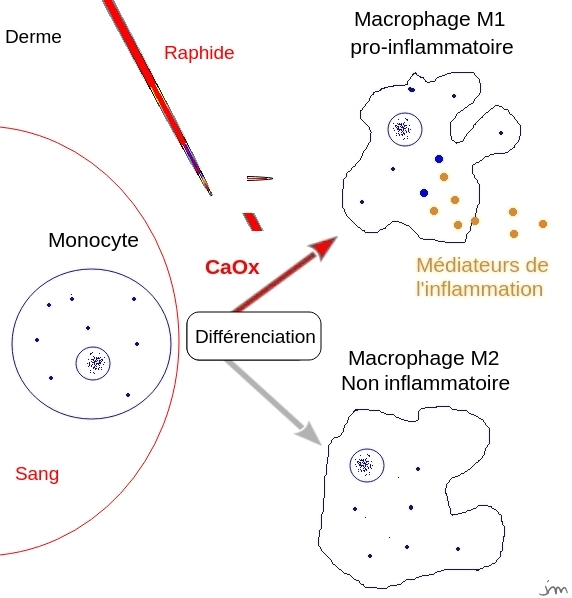 Différenciation des monocytes oxalate monocyte macrophage M1 différenciation