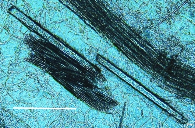Structures minérales dans la pulpe raphide oxalate calcium agave