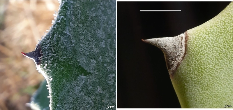 Piquants latéraux crochet piquant agave