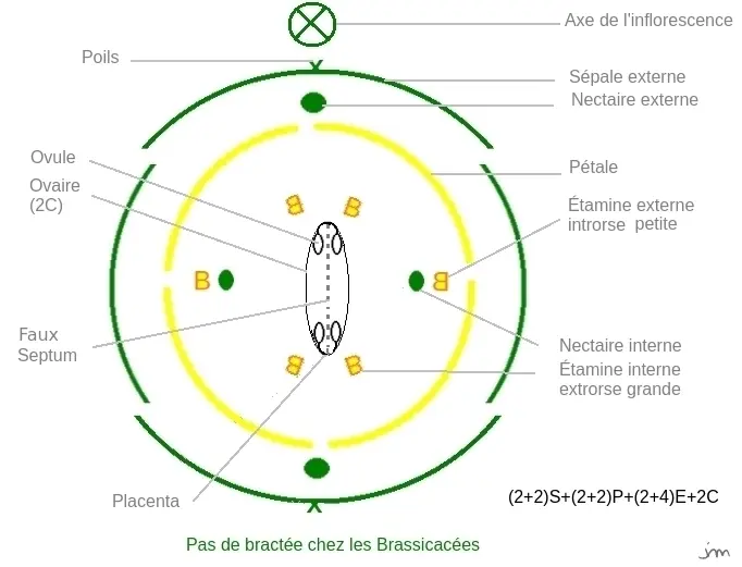 Diagramme floral Brassicacée