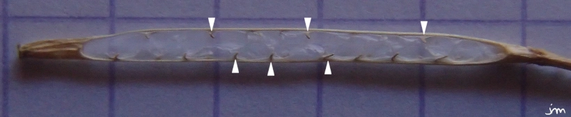 Diplotaxis tenuifolia septum placenta