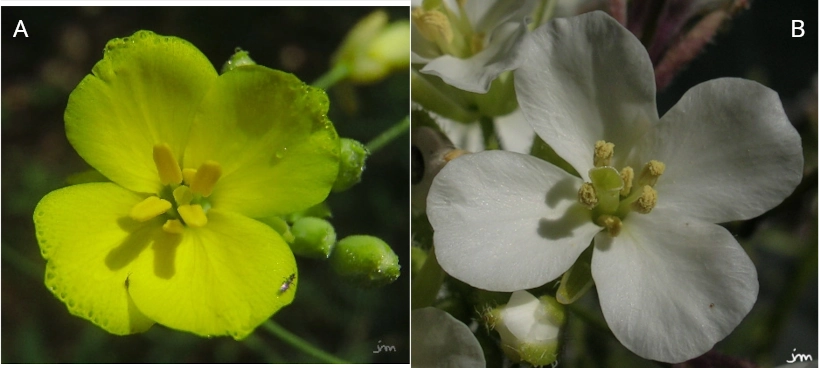 Diplotaxis tenuifolia erucoides fleur
