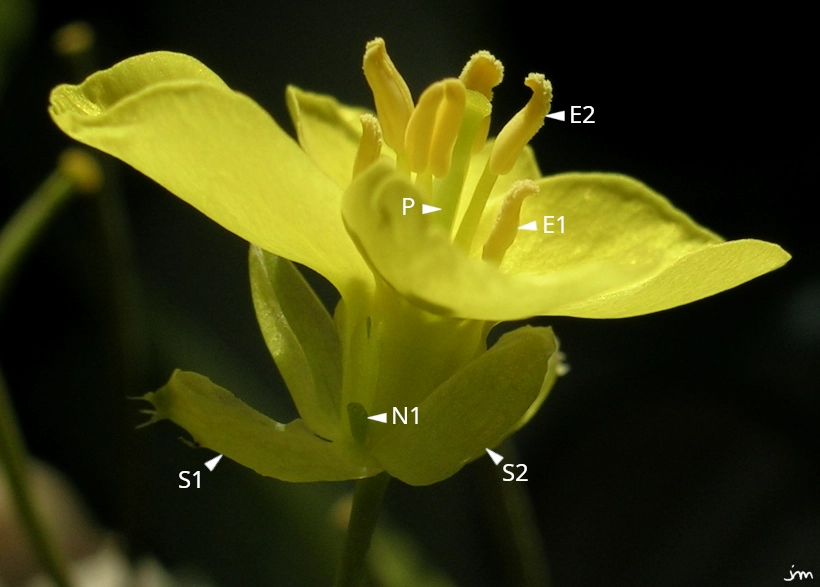 Diplotaxis tenuifolia fleur
