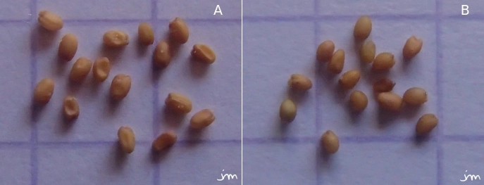 Diplotaxis tenuifolia erucoides graines